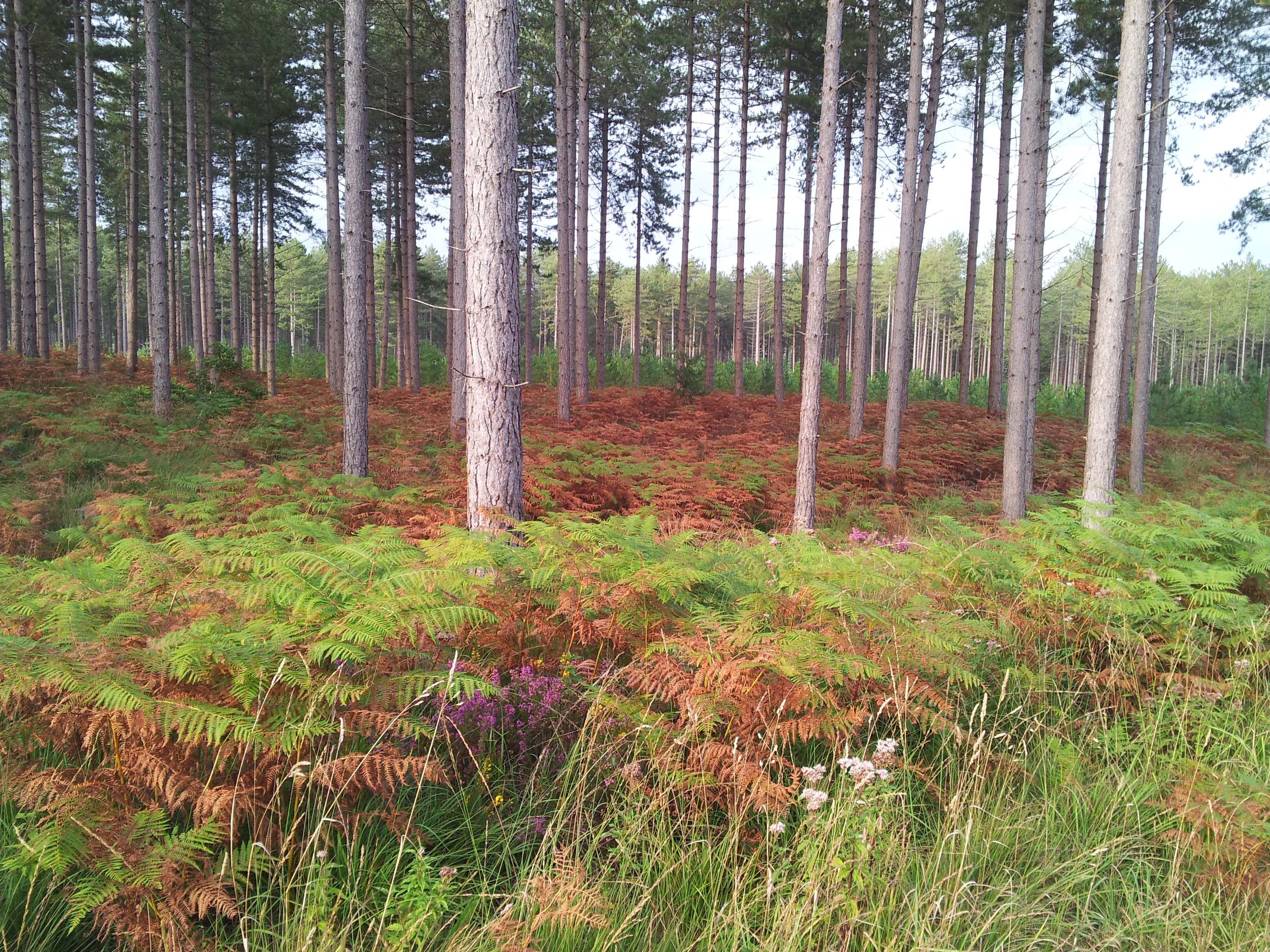 Bovington Camp