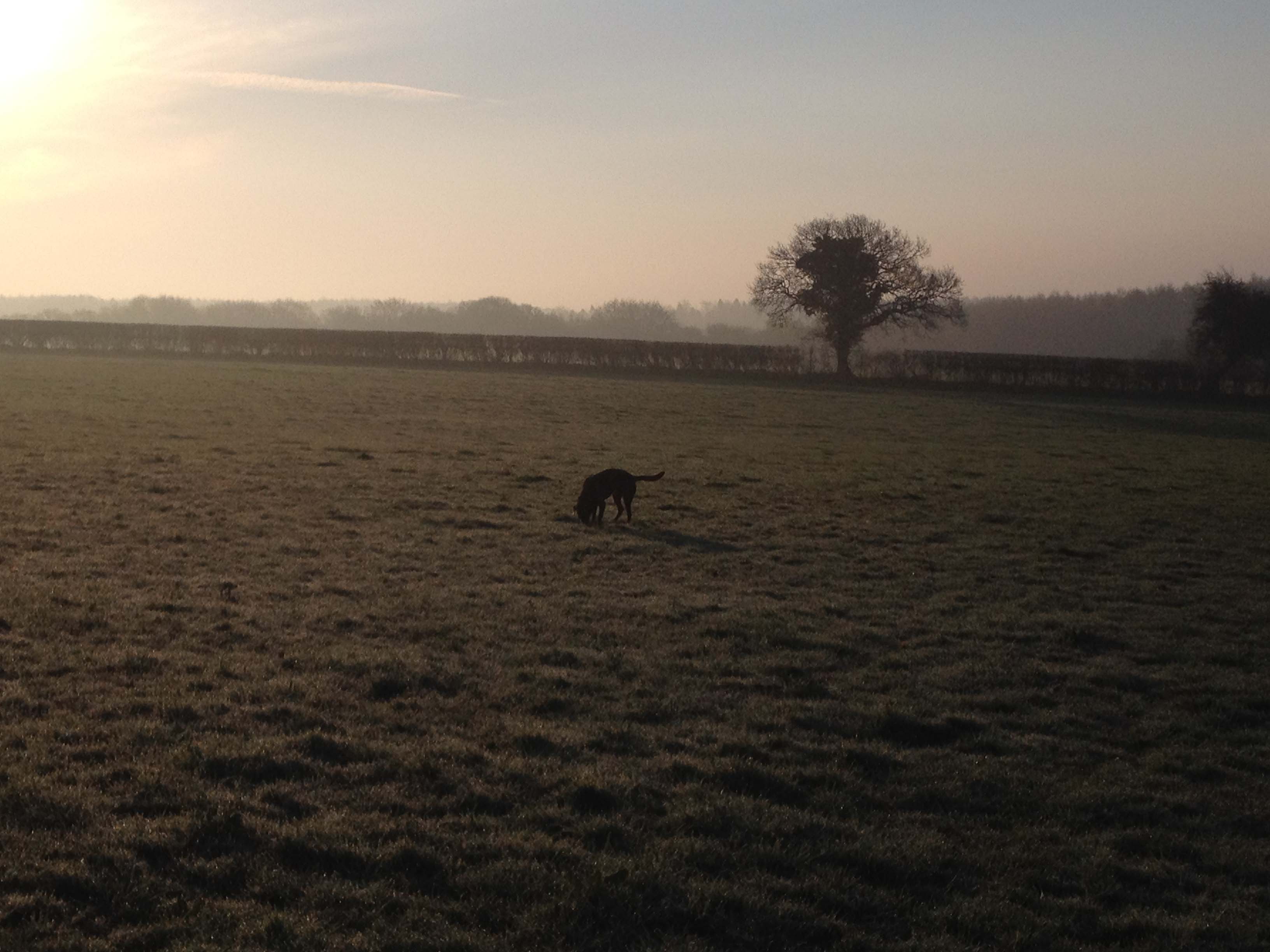 Frost and Sun