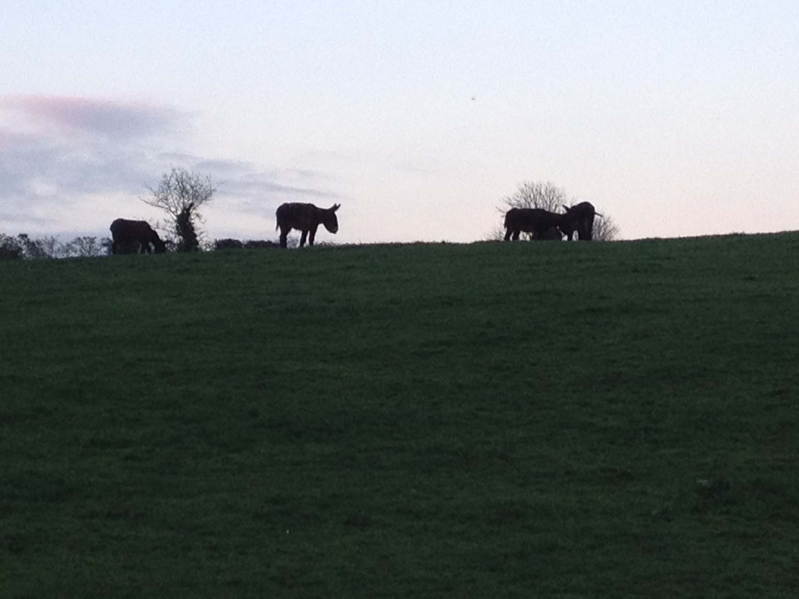 Donkeys at Dusk