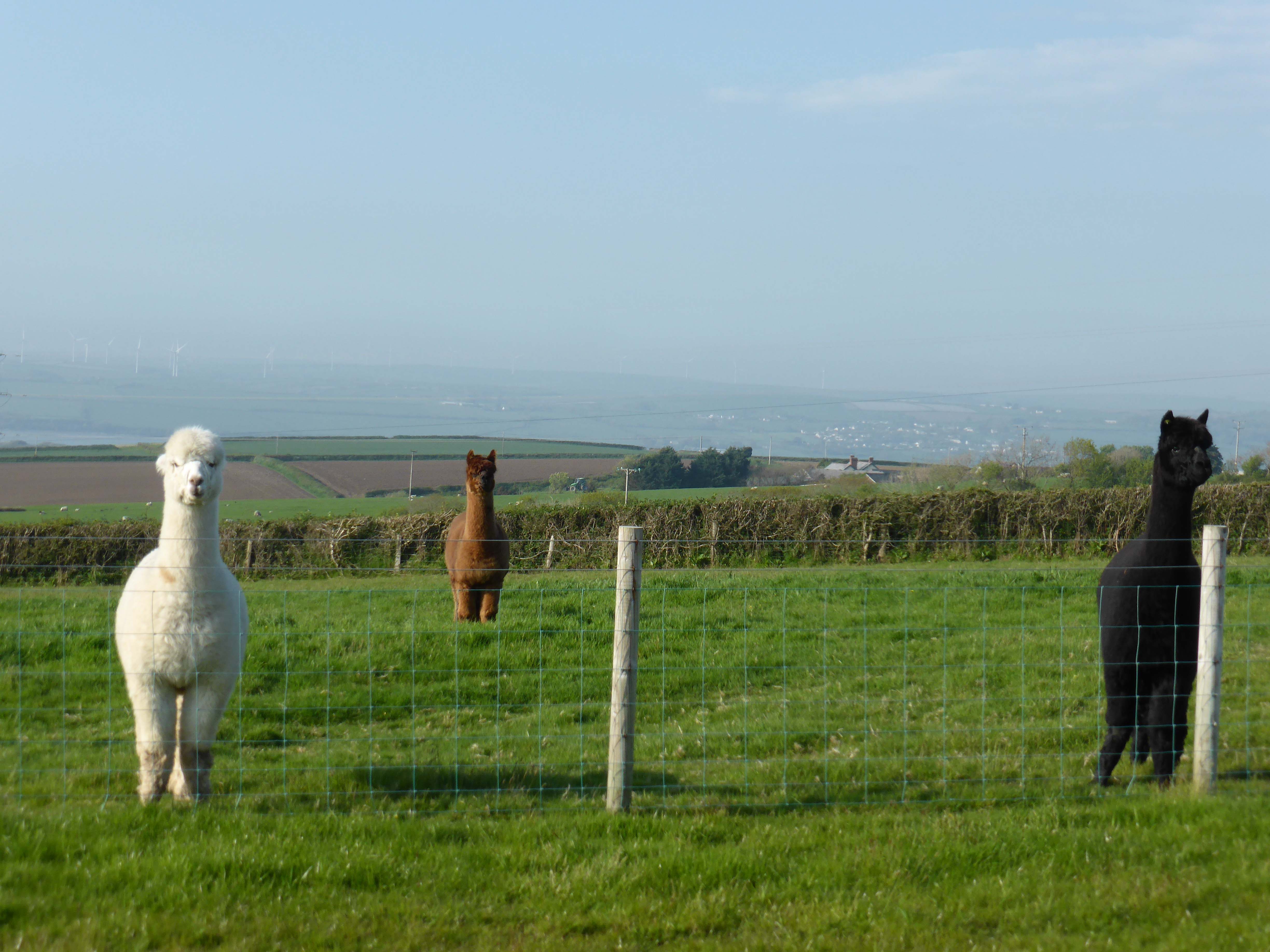 Alpacas