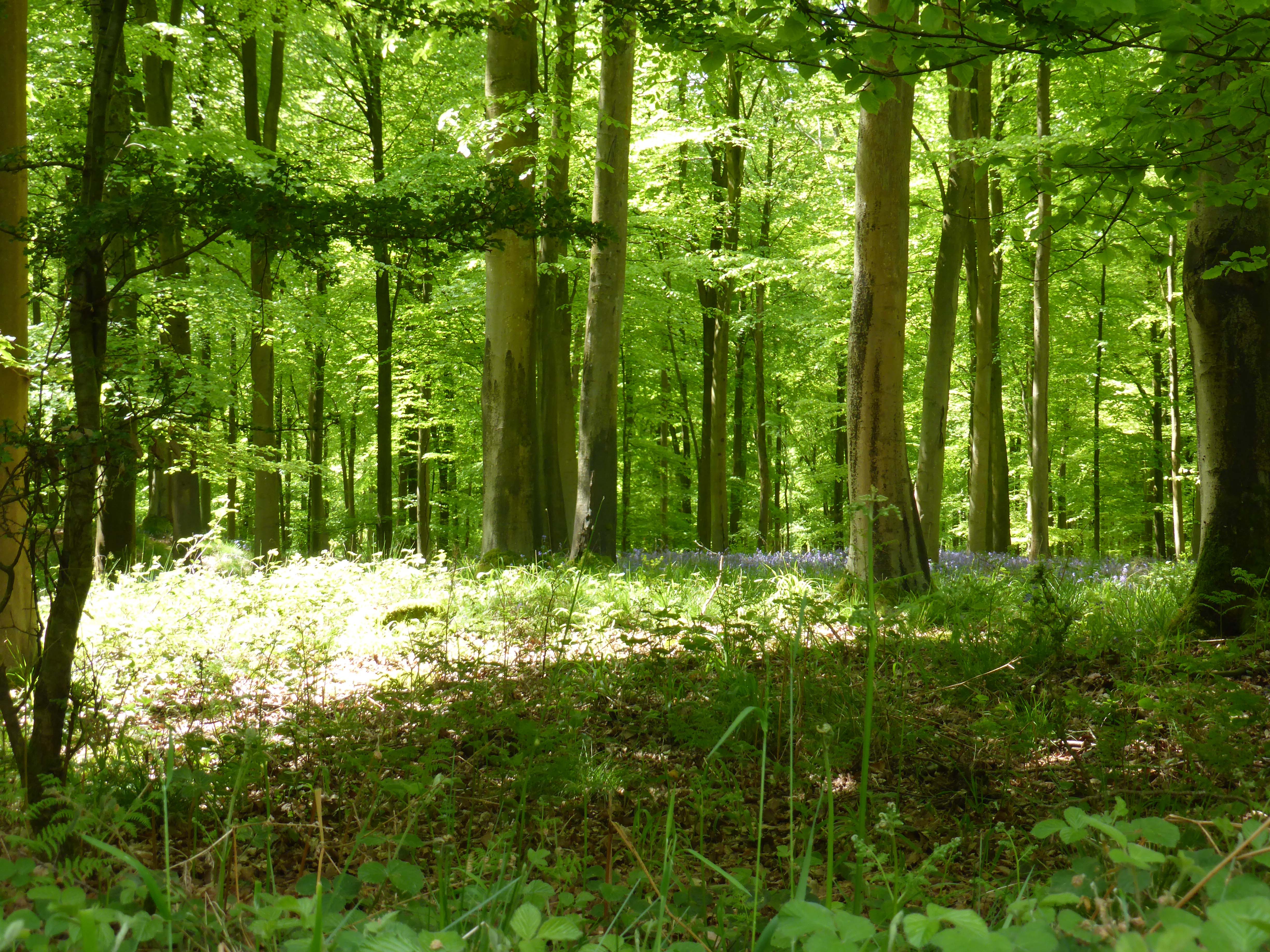 Bentley Wood