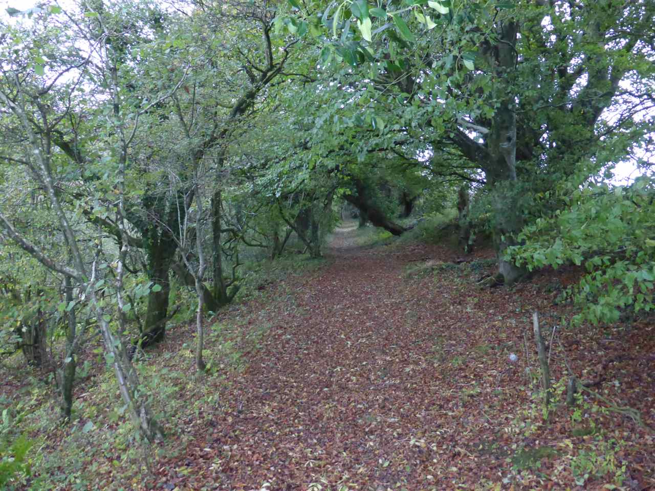 Around Adcombe Wood