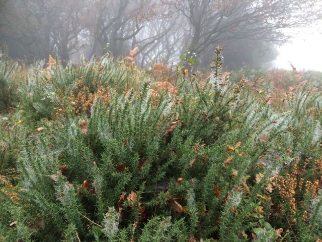 Cobwebs In The Mist