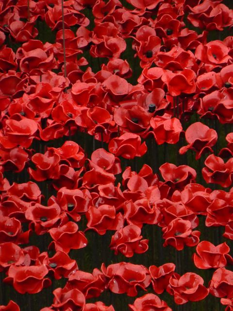 Poppies, Barges and Hippothames