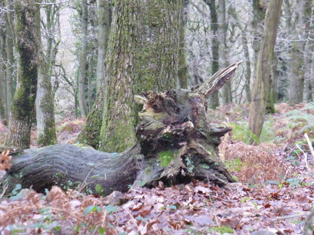 Another Route on the Quantock Hills