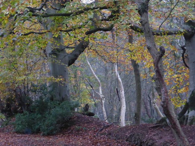 Still a Few Leaves Remain!