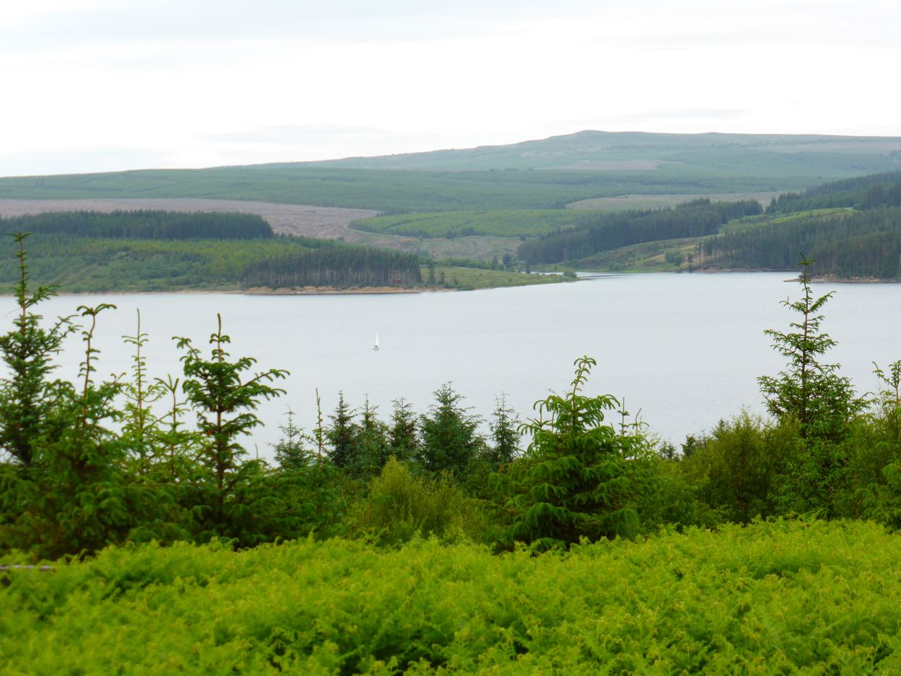 A Walk in Kielder Forest