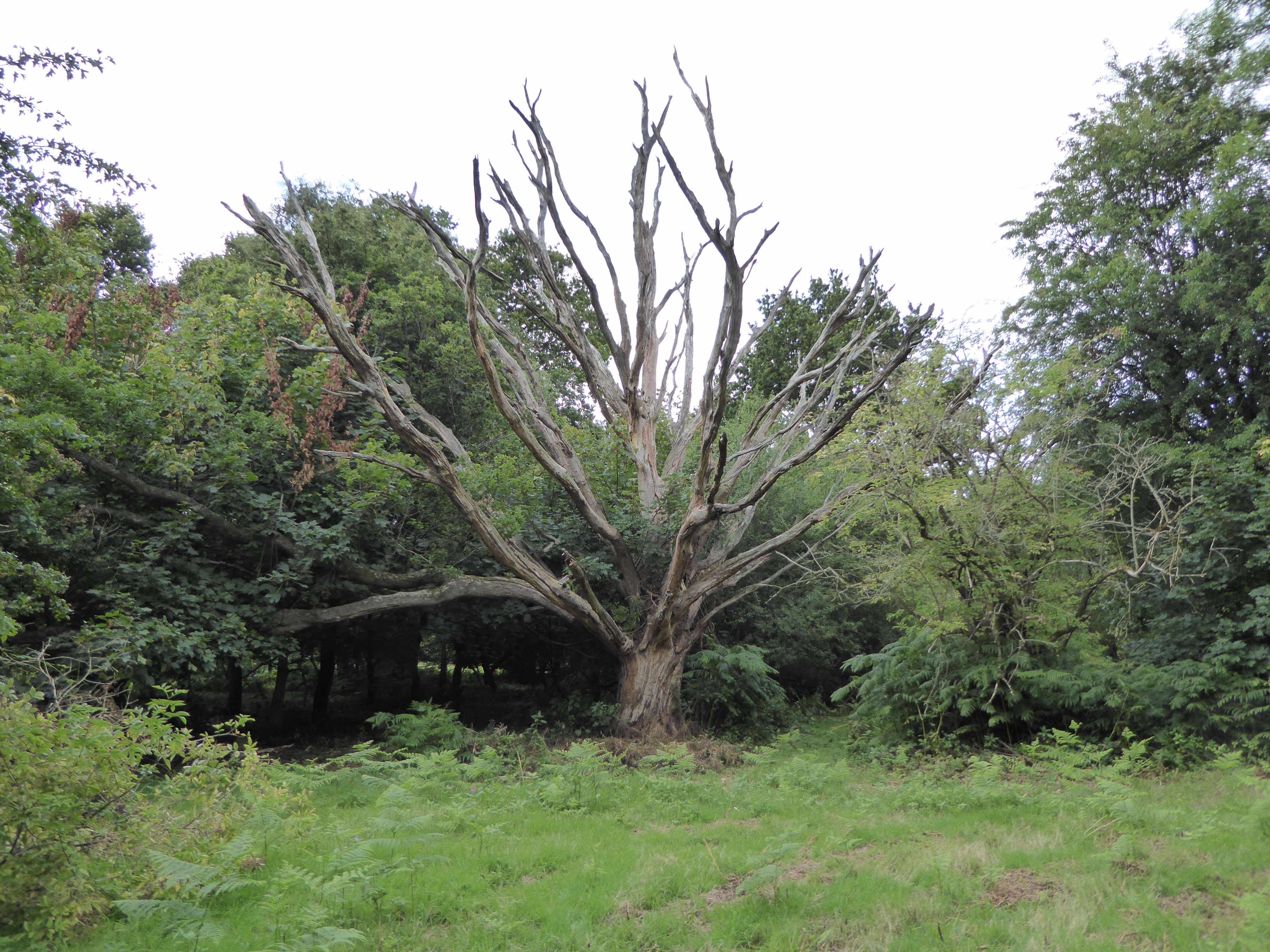 A Circular Route From Ibstone to Turville Heath and Fingest