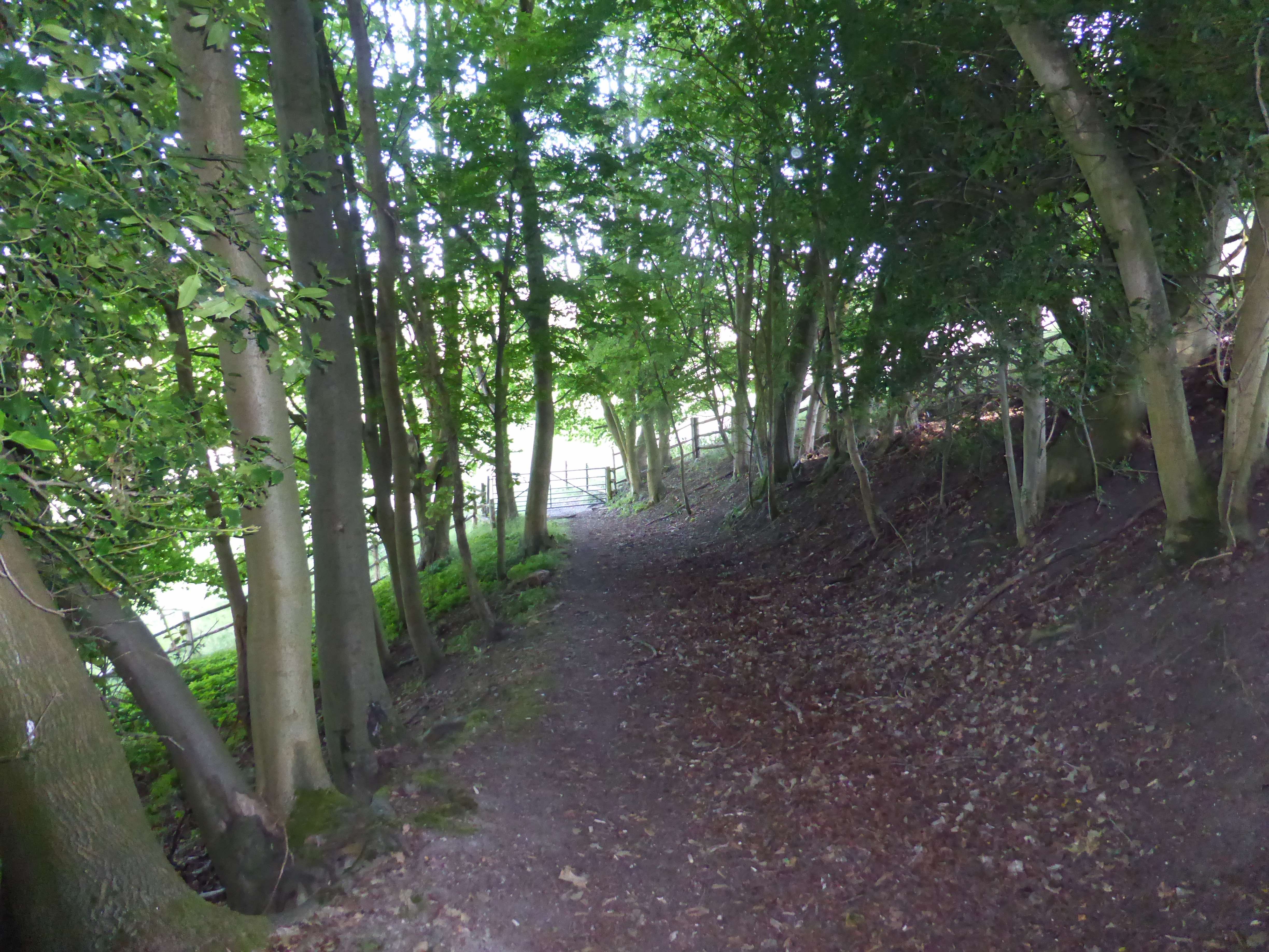 A Jaunt Through Twigside Bottom
