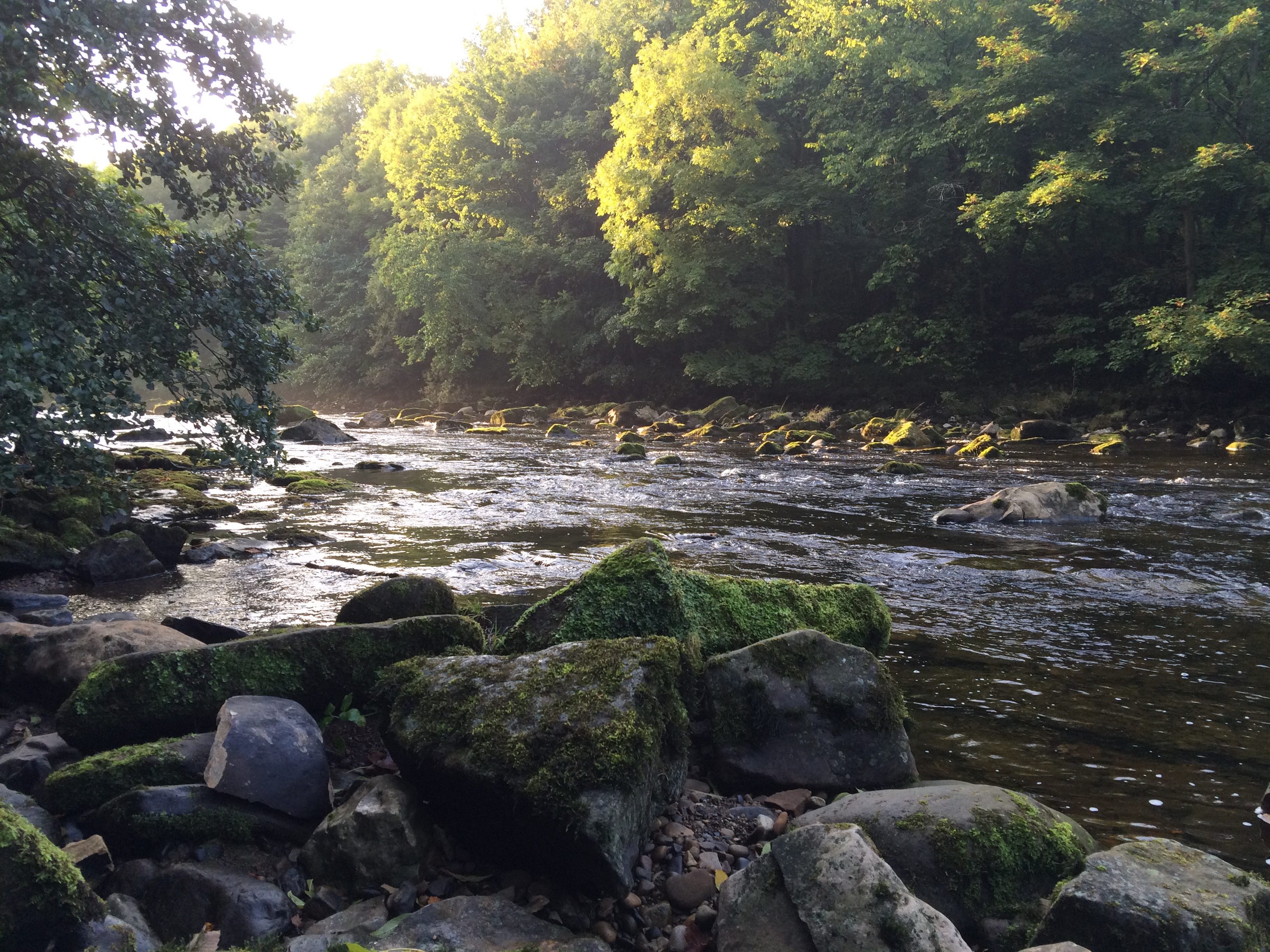 A Wander Through Hudswell Woods