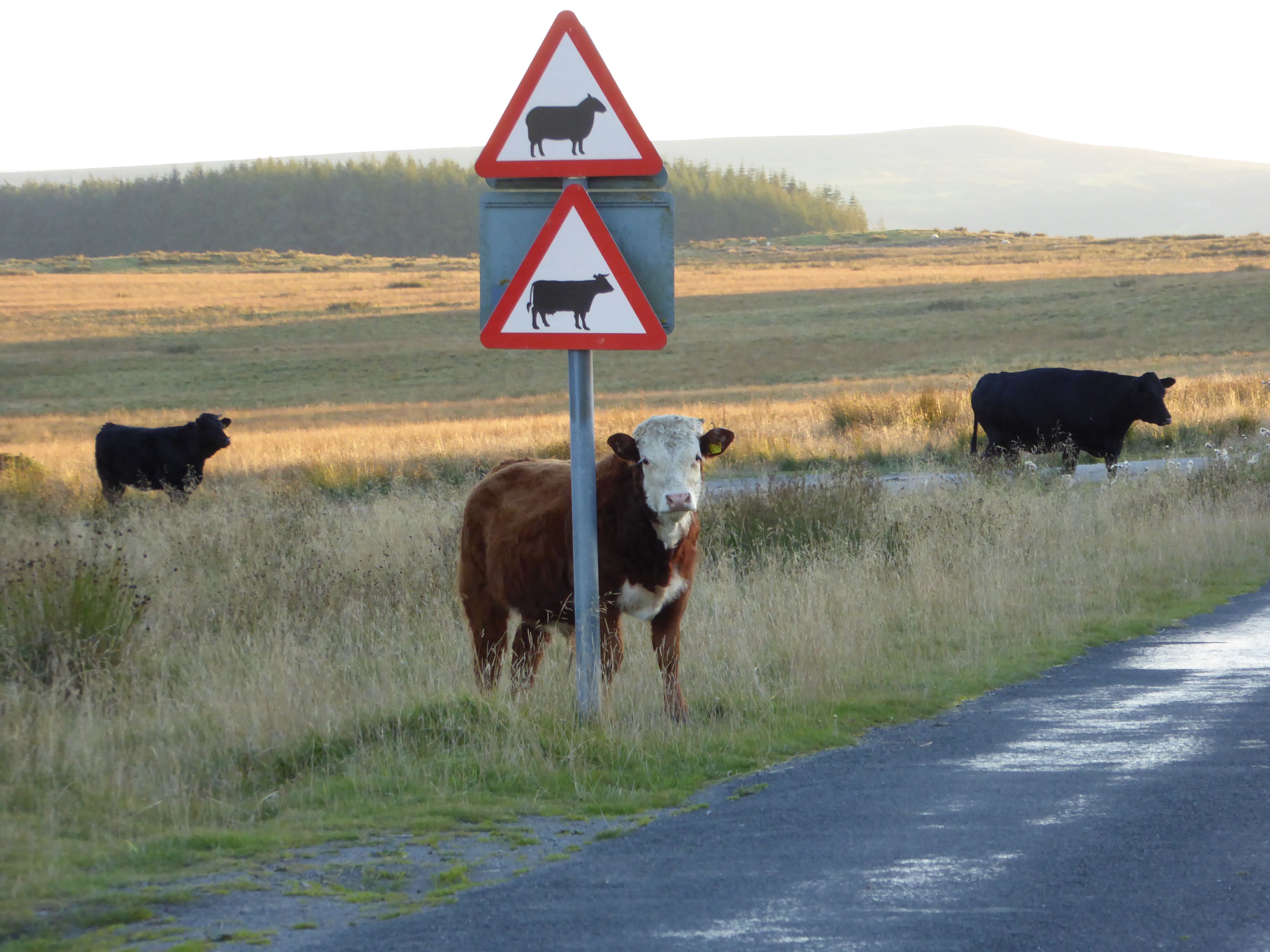 Beware Bears!