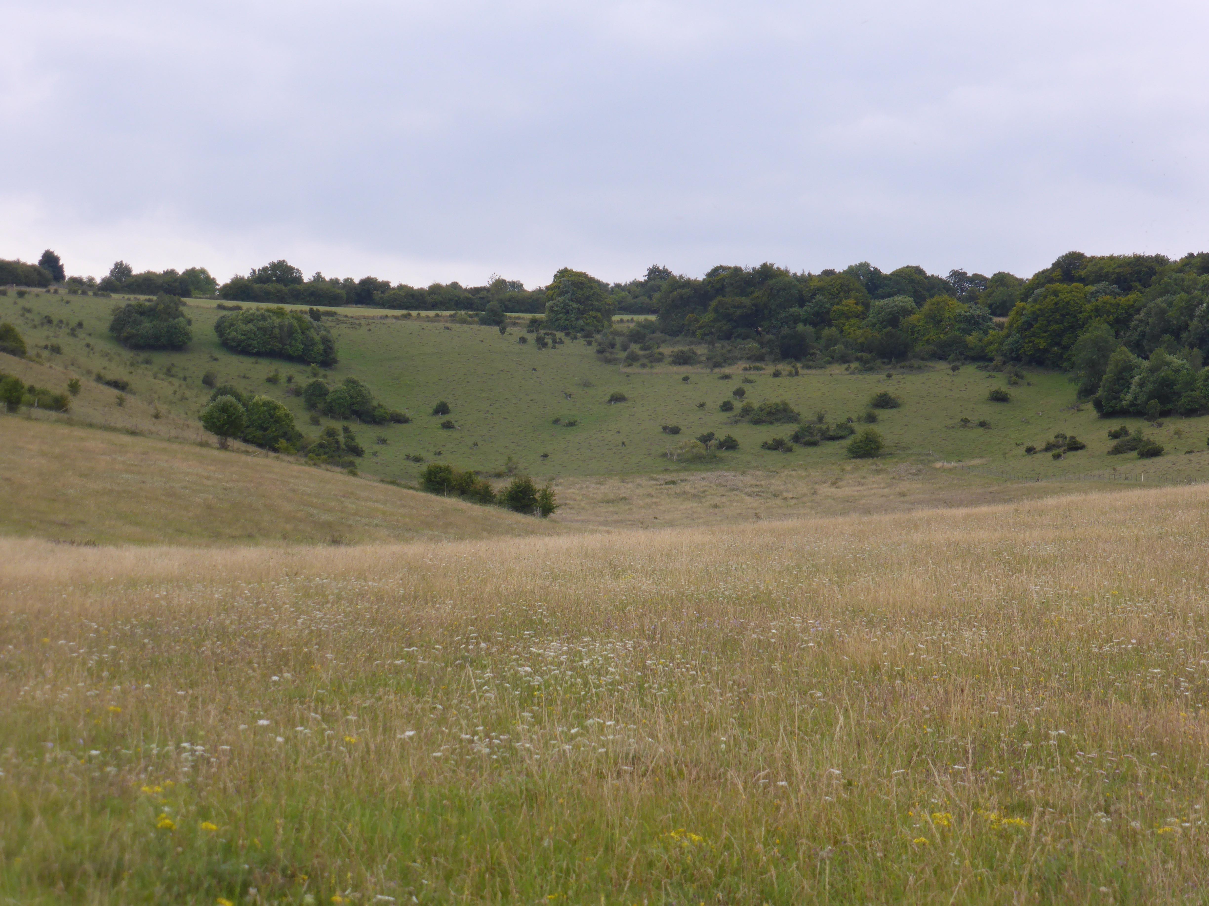 Aston Rowant Nature Reserve