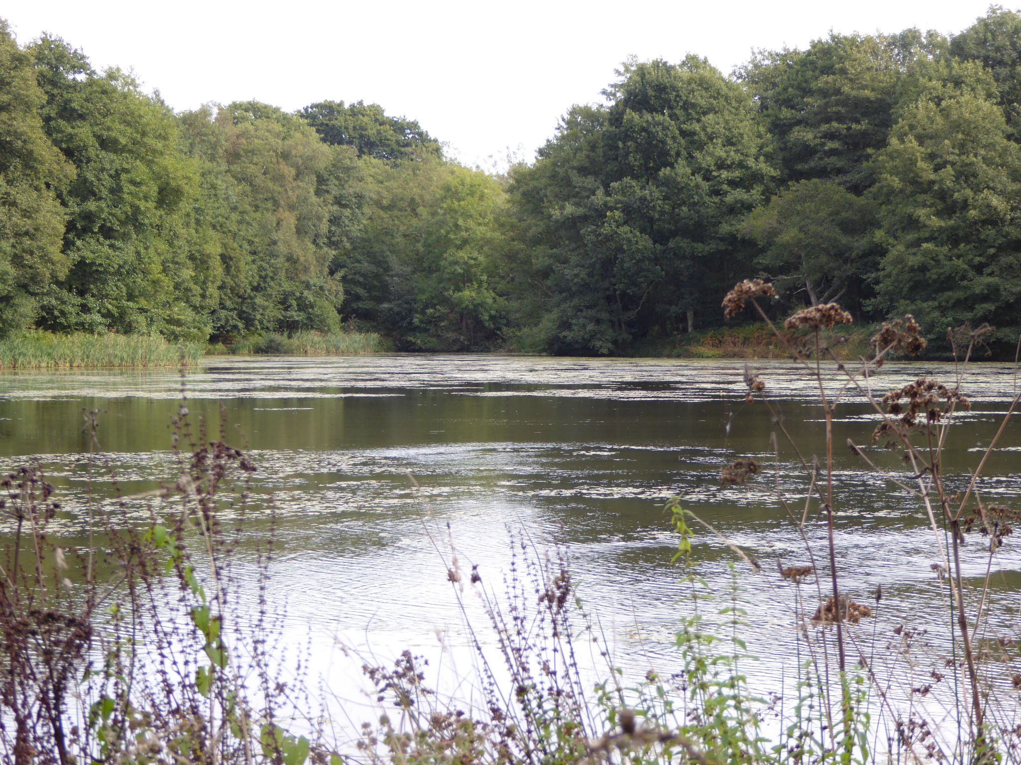 An Afternoon Stroll from Frant to Eridge Green