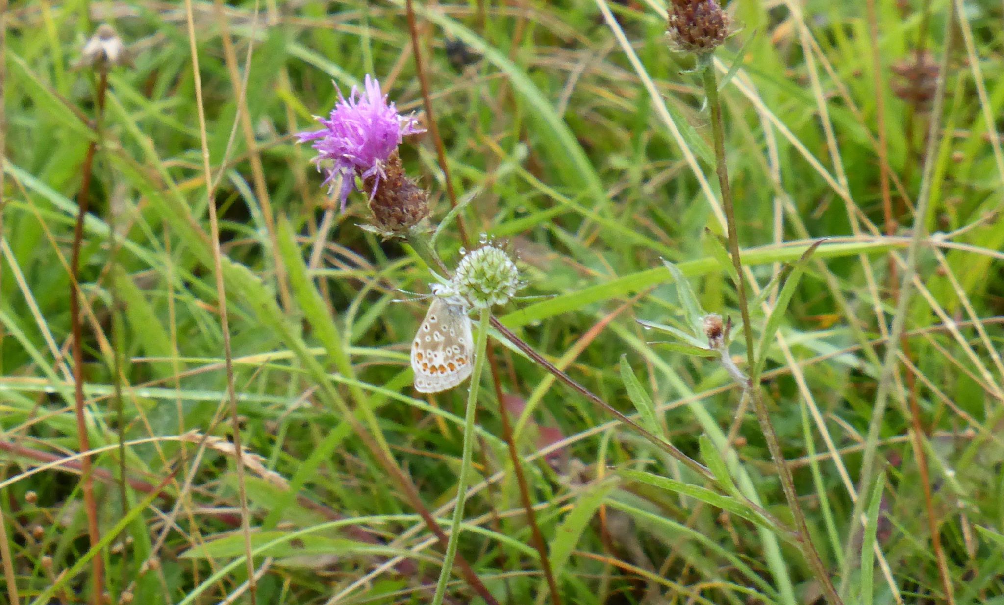 Aston Rowant Nature Reserve