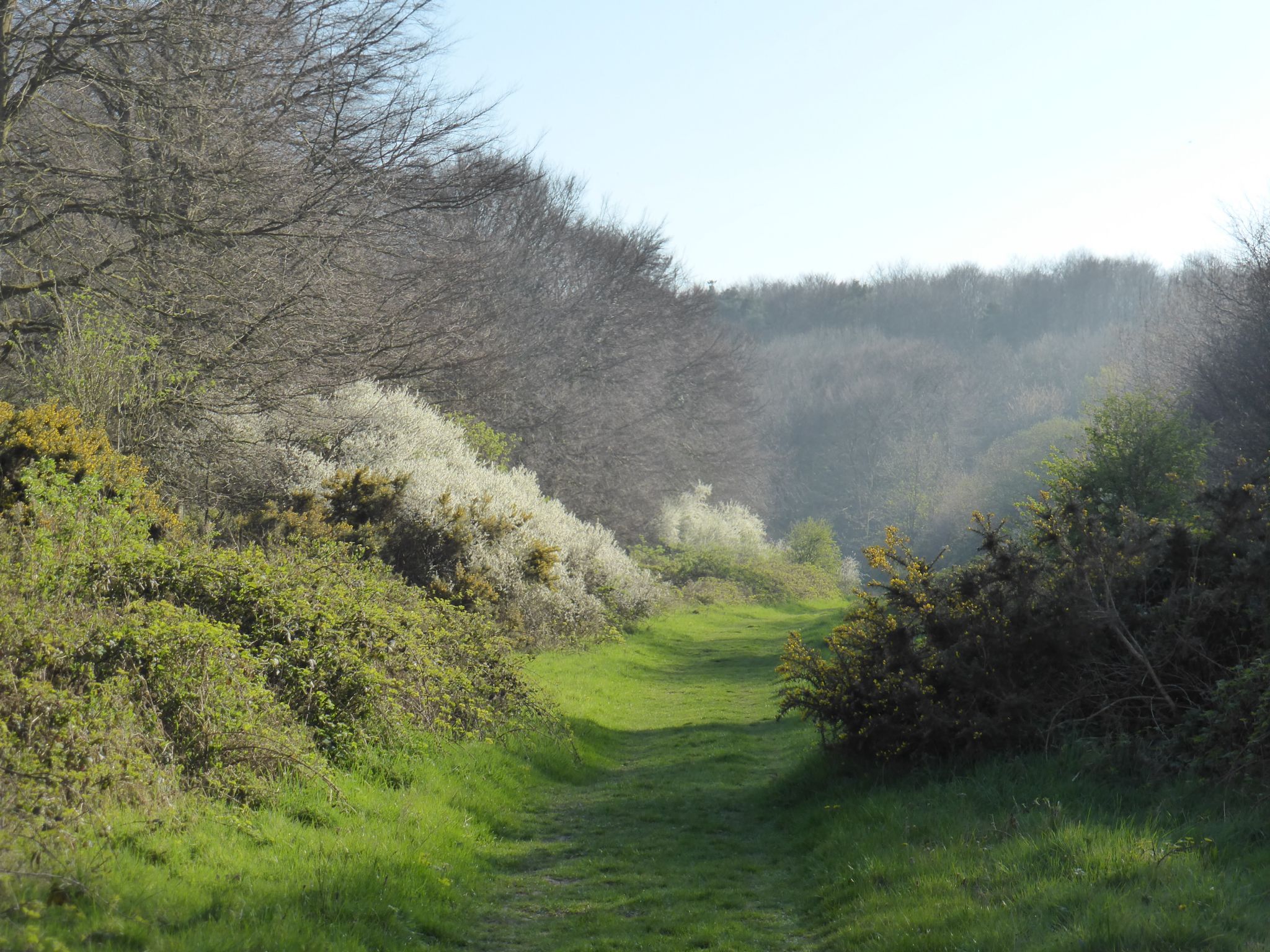 Across the South Downs to Jevington and Friston Forest
