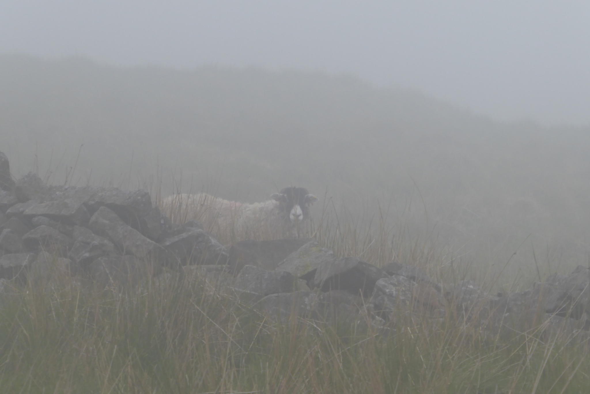 Across the Misty Moor from West Burton to Carlton