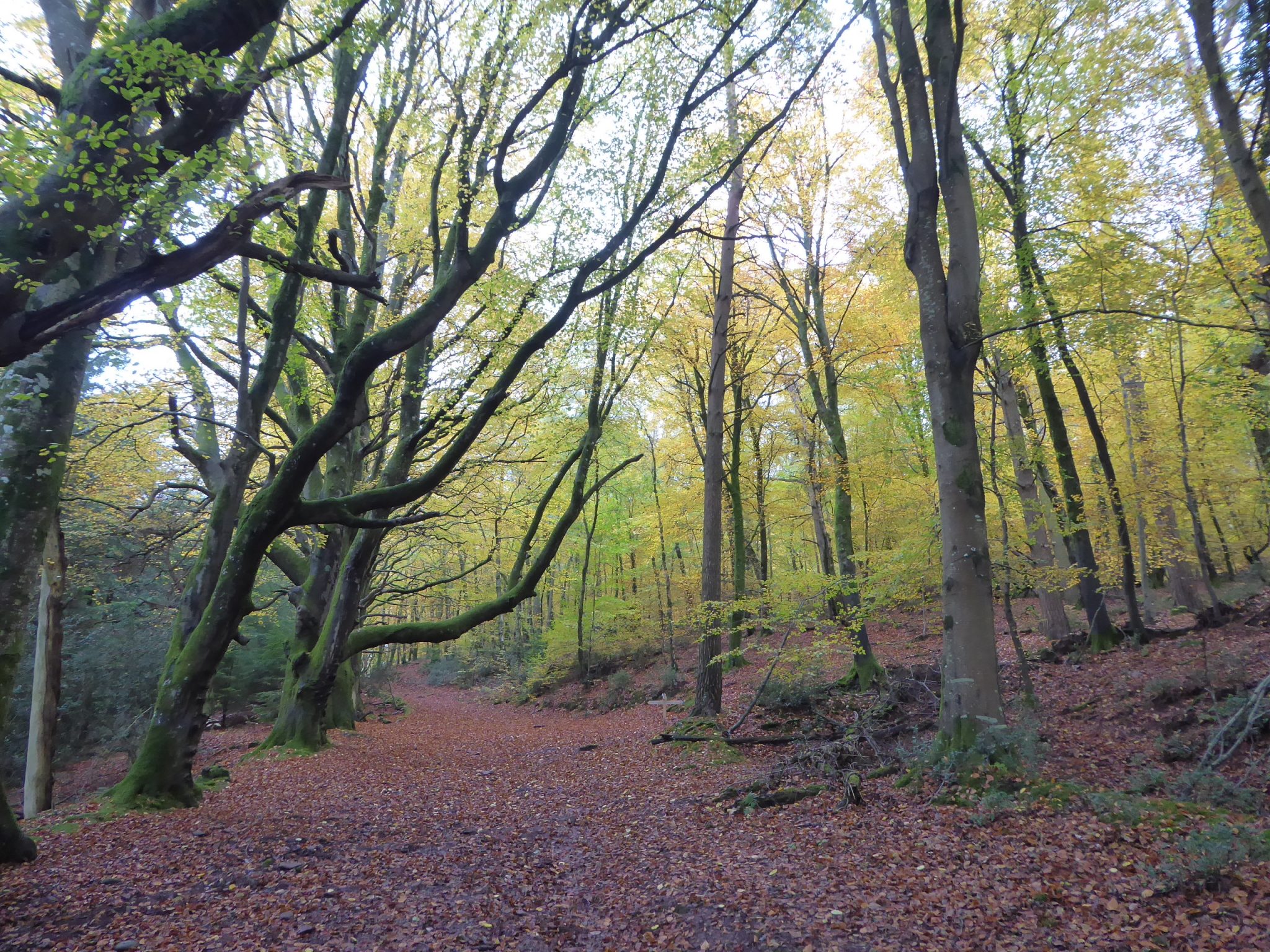 Horner Wood and Dunkery Beacon