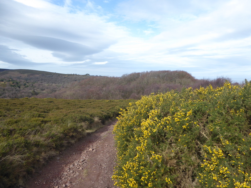 Back On The Quantock Hills