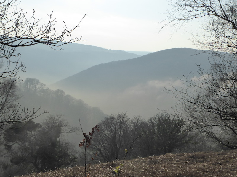 Horner Wood in the Mist