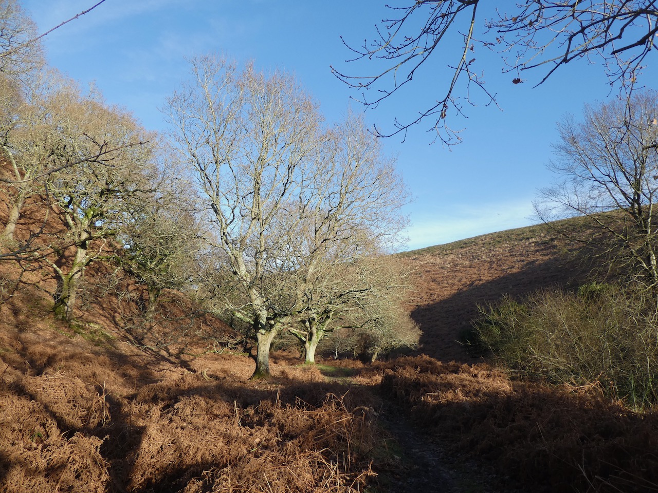 Exploring Combes on the Quantock Hills