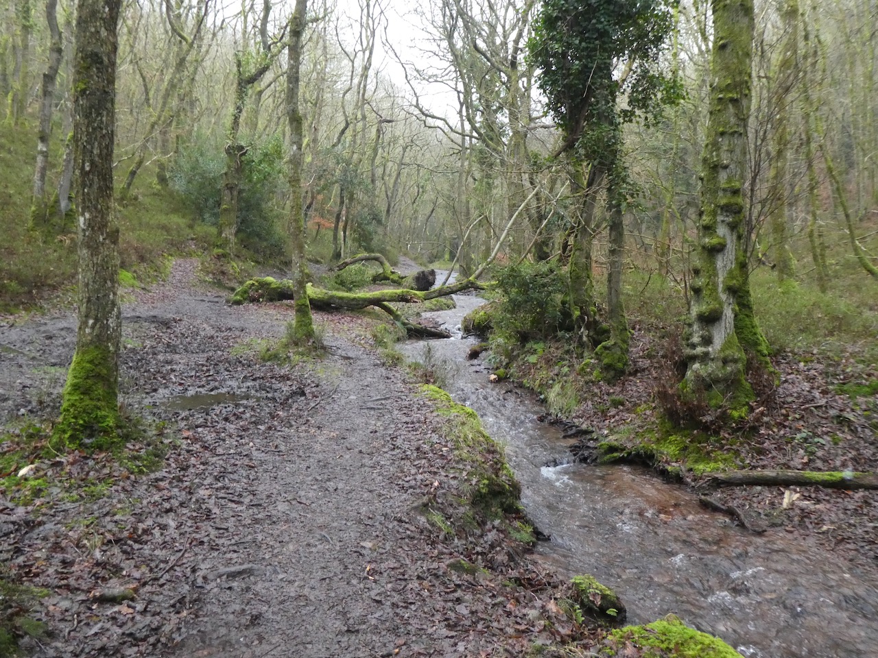 Searching the Quantocks for a Missing Glove