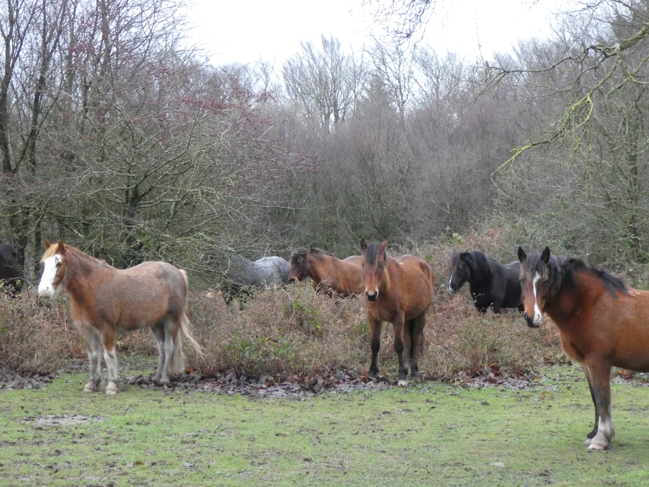 Walking in the Rain on the Quantock Hills