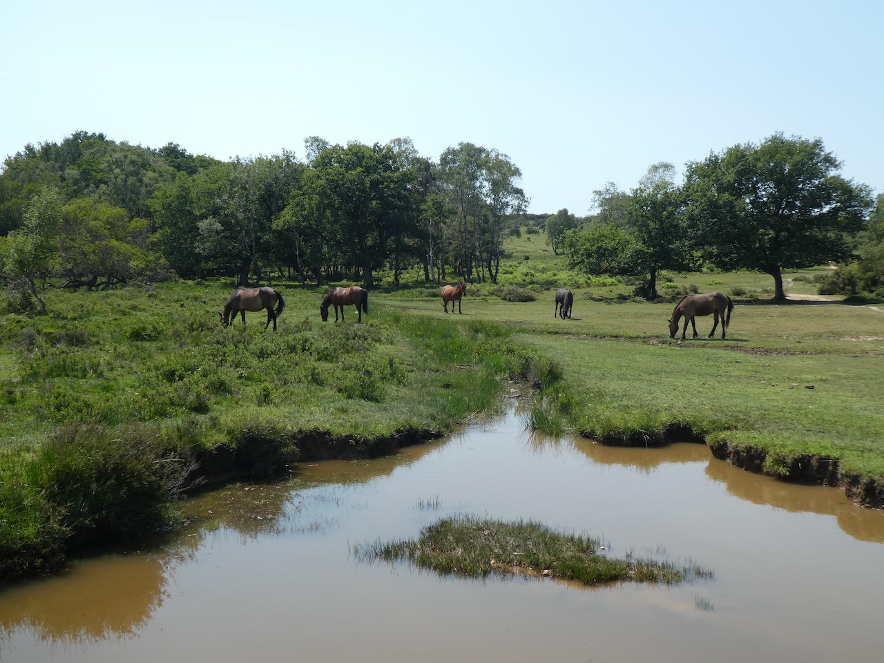 Trigs and Memorials in the New Forest
