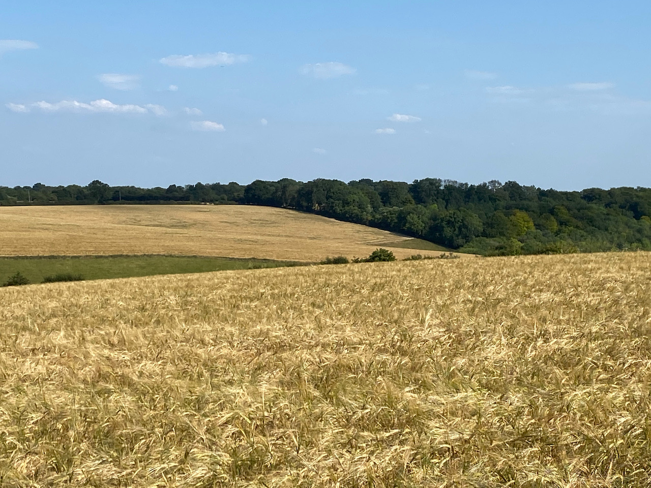 Sweltering in the Chiltern Hills