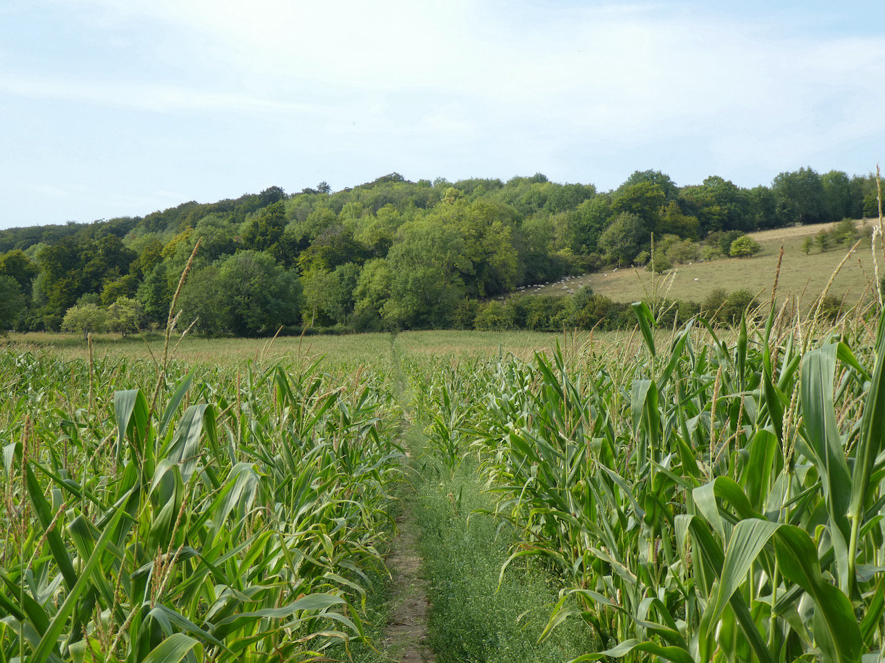 Leygrove’s Wood and Cadmore End