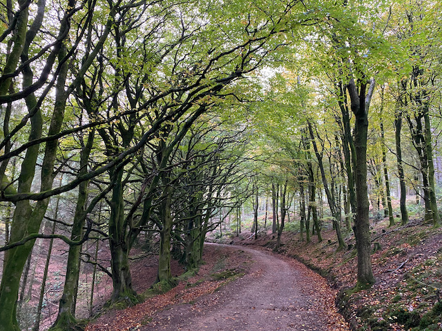 Dunster Forest from Minehead CAMC