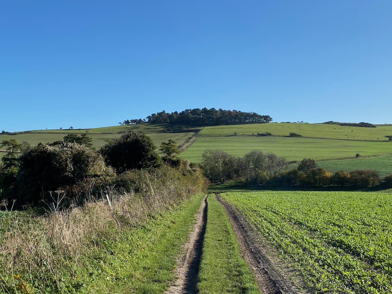 Martin Down and Sixpenny Handley