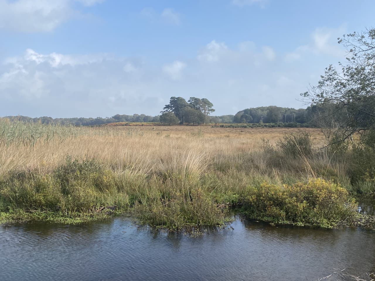 Three New Forest Trigs from Burley
