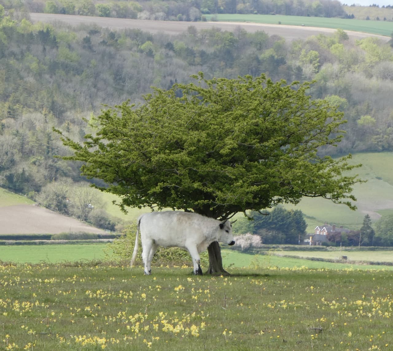 Hod Hill and Hambledon Hill