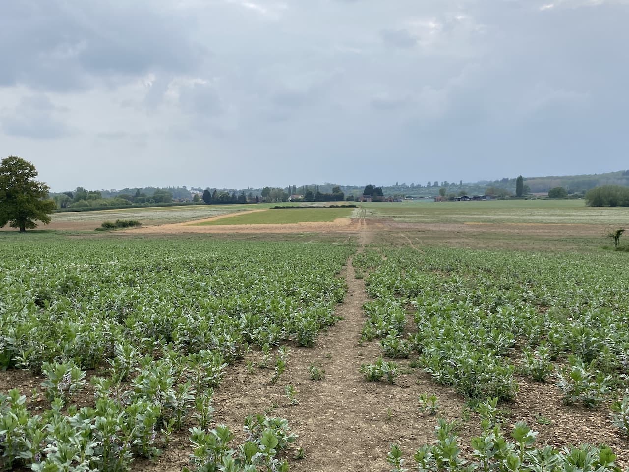 A Short Walk from Goodleigh Hill CL